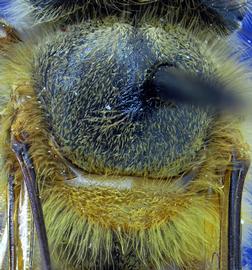   Apis nigrocincta  dorsal view of thorax, photo: A.H. Smith-Pardo 
